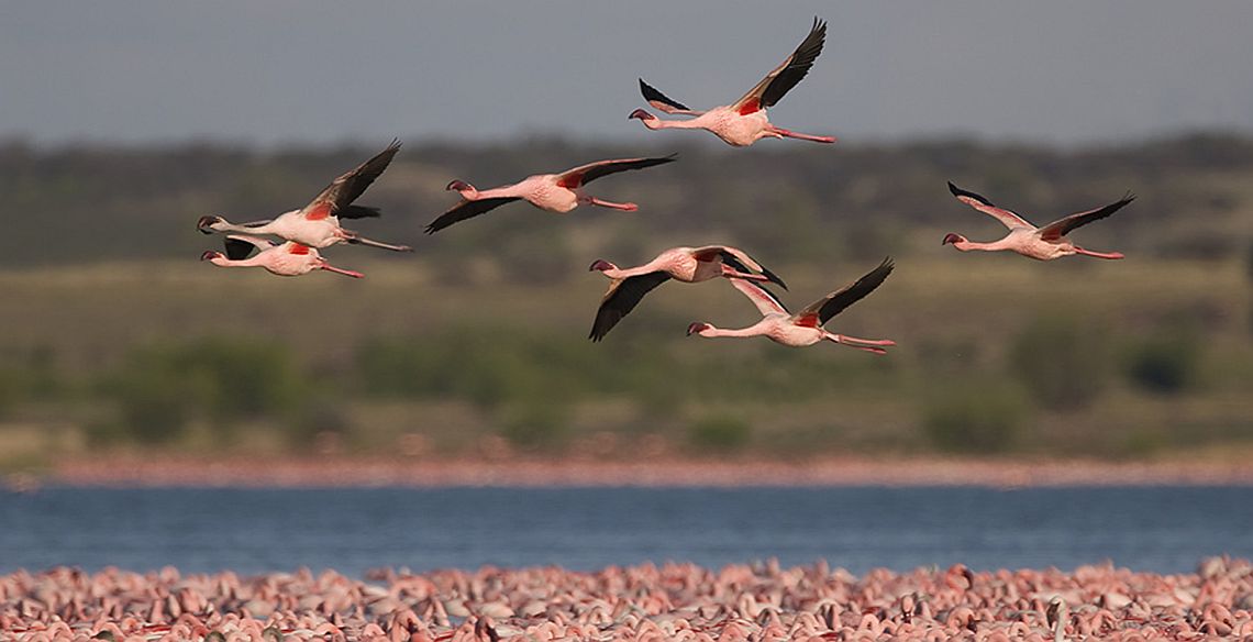 Lesser Flamingo_banner 1140x584