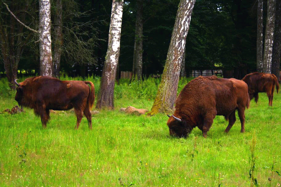 Algunos de los últimos bisontes de Europa, en Polonia.