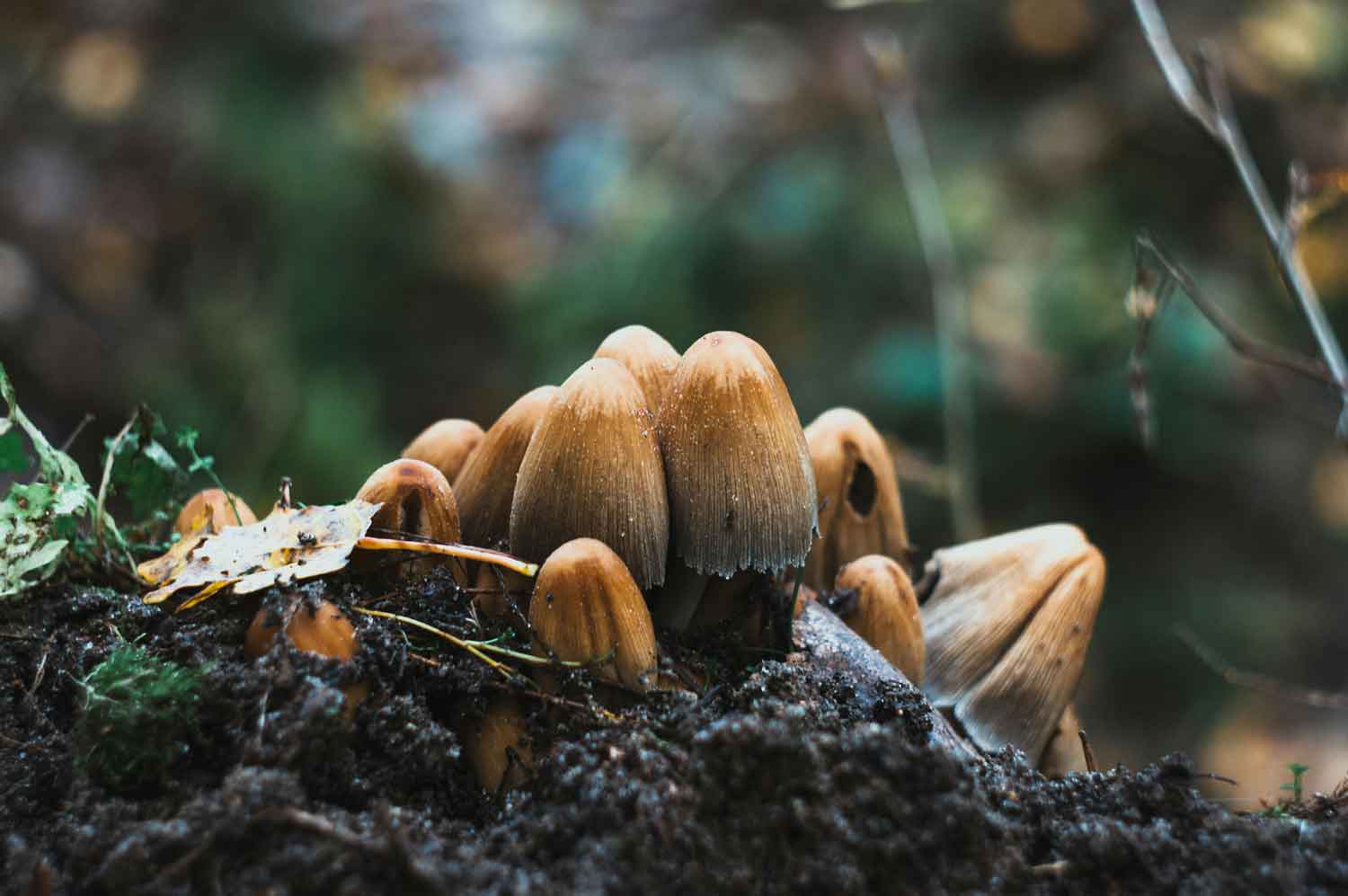 hongos-en-la-naturaleza