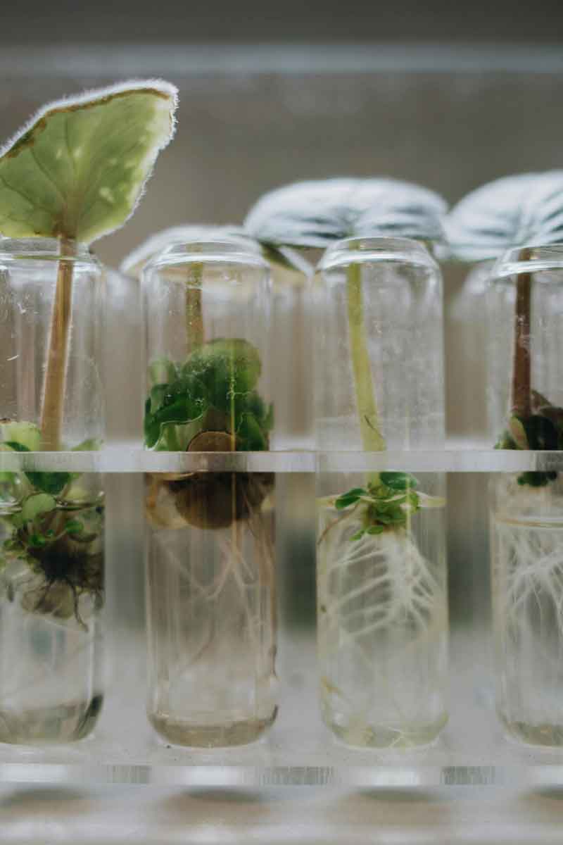 metodologia-cientifica Muestras vegetales en tubos de ensayo con raíces visibles, usadas para análisis científico del suelo