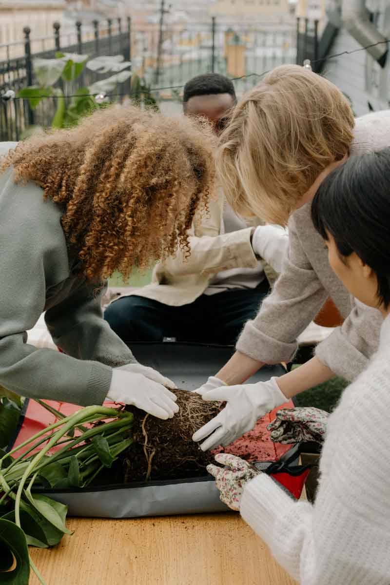 metodologia-participativa-de-living-soil Voluntarios con guantes examinan las raíces de una planta extraída del suelo