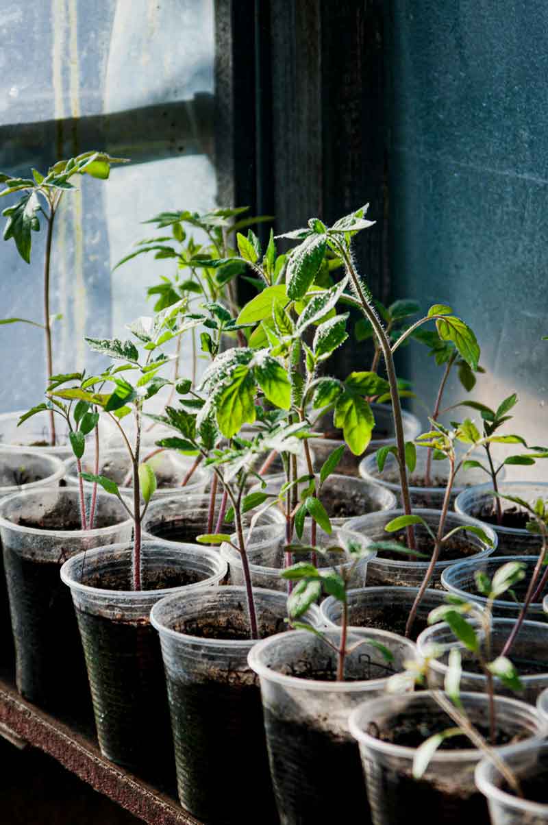Plantación de microbosques comestibles con living soils