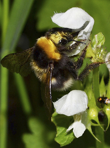 Abejorro (Bombus Lucorum)