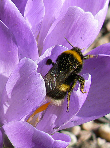 Abejorro (Bombus Lucorum)