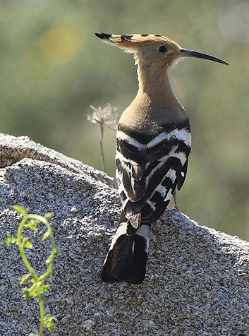 Abubilla (Upupa epops). Foto:Arturo Nikolai.(CC BY-SA 2.0) 