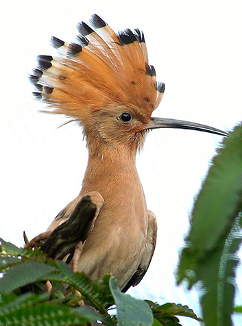 Abubilla (Upupa epops). Foto:William Kreijkes.GNU License