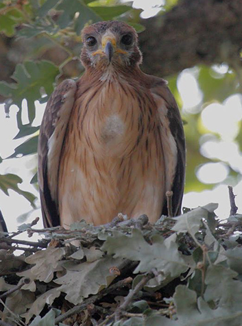 Águila calzada (Hieraetus pennatus). Foto:Juan Lacruz.GNU License