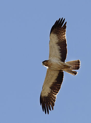 Águila calzada (Hieraetus pennatus)