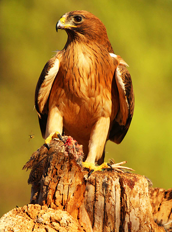 Águila calzada (Hieraetus pennatus)