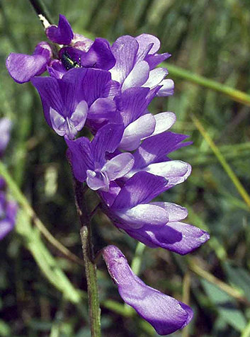 Algarrobilla (Vicia cracca)