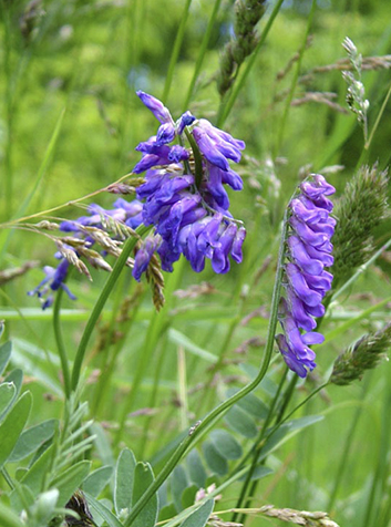 Algarrobilla (Vicia cracca). Foto:Hadal, GNU License