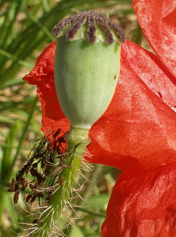 Amapola (Papaver rhoeas)