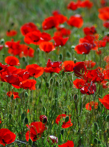 Amapola (Papaver rhoeas)