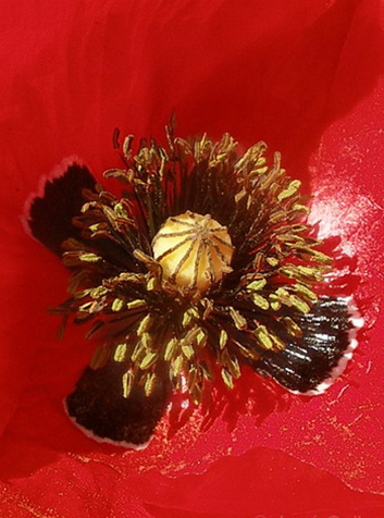 Amapola (Papaver rhoeas)