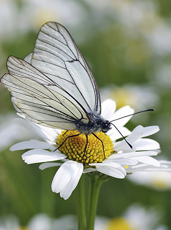 Blanca del majuelo (Aporia crataegi). Foto:Christian Fischer. (CC BY-SA 3.0) 