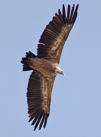 Buitre leonado (Gyps fulvus)