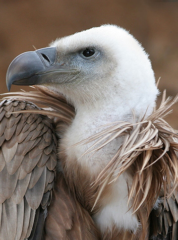 Buitre leonado (Gyps fulvus). Foto:Thermos.(CC BY-SA 2.5) 