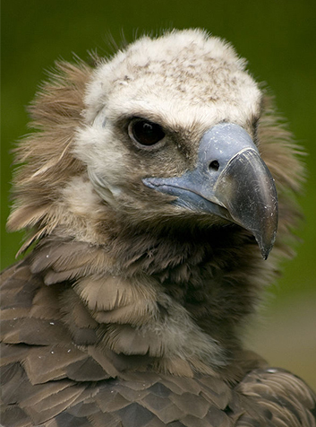 Buitre negro (Aegypius monachus). Foto:Julius Rückert. GNU License