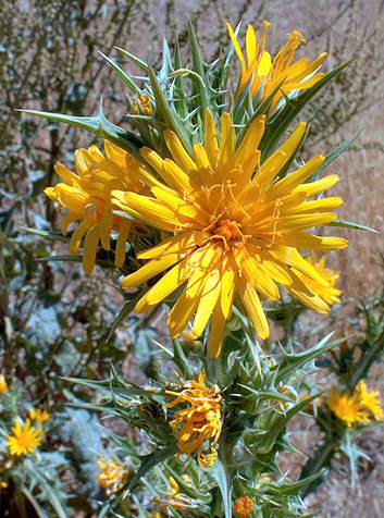 Cardillo (Scolymus hispanicus). Foto: Philmarin.(CC BY-SA 3.0) 