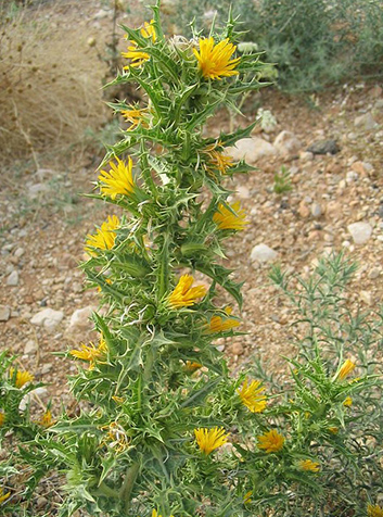 Cardillo (Scolymus hispanicus)