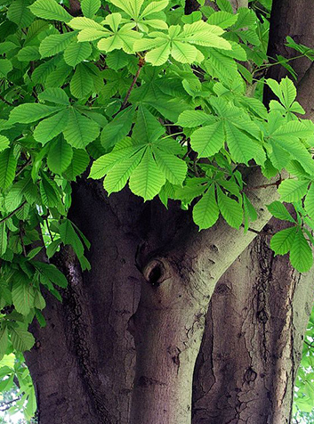 Castaño de Indias (Aesculus hippocastanum)