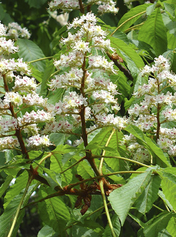 Castaño de Indias (Aesculus hippocastanum)