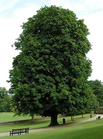 Castaño de Indias (Aesculus hippocastanum). Foto:Sannse.GNU License