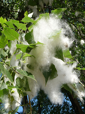 Chopo (Populus nigra)