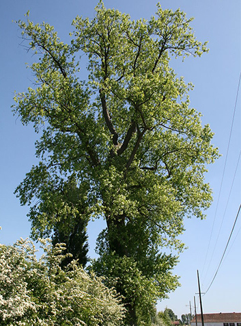 Chopo (Populus nigra). Foto:Jean-Pol GRANDMONT.GNU License