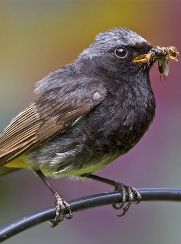 Colirrojo tizón (Phoenicurus ochruros)