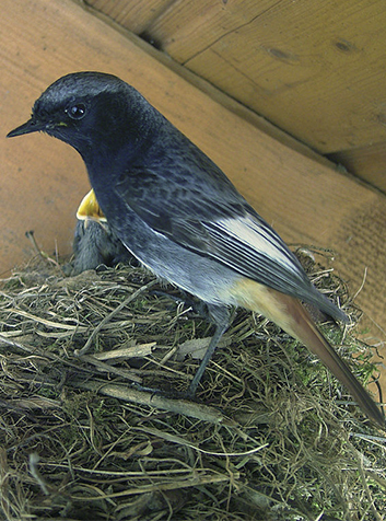 Colirrojo tizón (Phoenicurus ochruros). Foto: Stefan-Xp