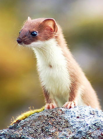 Comadreja (Mustela nivalis)