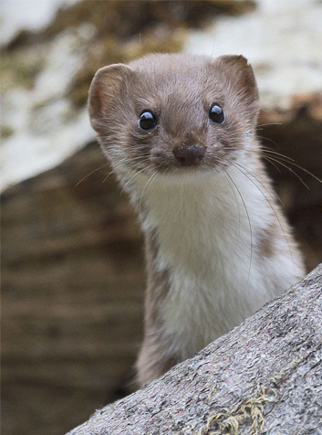 Comadreja (Mustela nivalis)