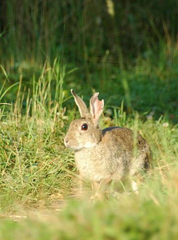 Conejo (Oryctolagus cuniculus)