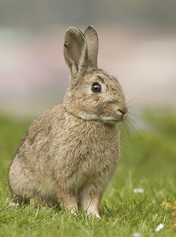 Conejo (Oryctolagus cuniculus). Foto:JJ Harrison.GNU License