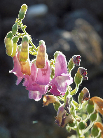 Dedalera (Digitalis thapsi). Foto:Luis Fernández García (CC BY-SA 3.0) 