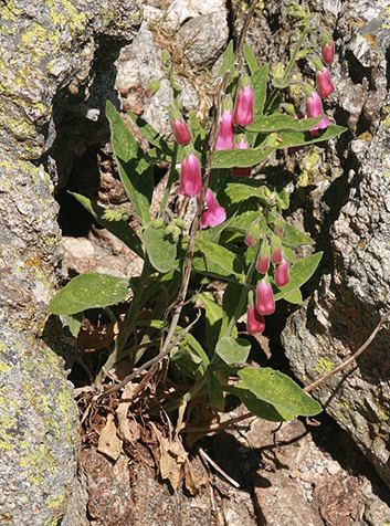 Dedalera (Digitalis thapsi). Foto:Nachosan.(CC BY-SA 3.0) 