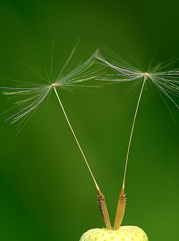 Diente de león (Taraxacum officinale). Foto: Luc Viatour / www.Lucnix.be 