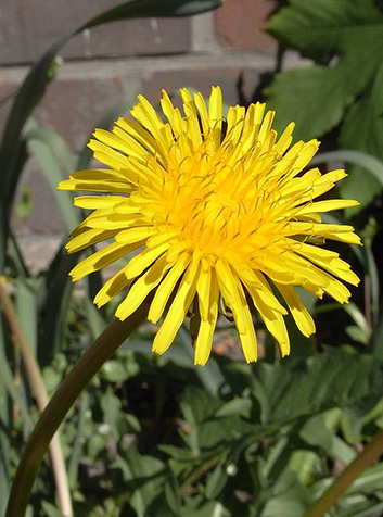 Diente de león (Taraxacum officinale). Foto: Uwe H. Friese. GNU License