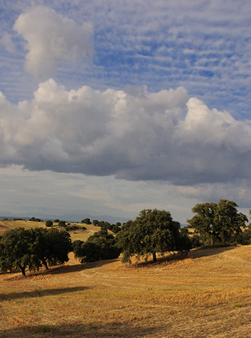 Encina (Quercus ilex)