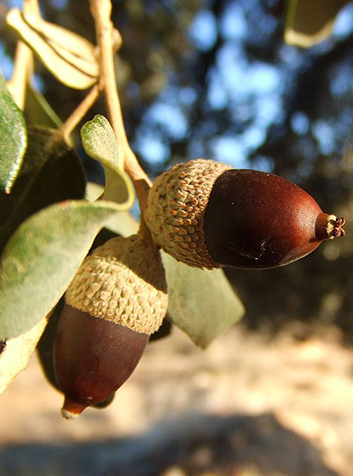 Encina (Quercus ilex)