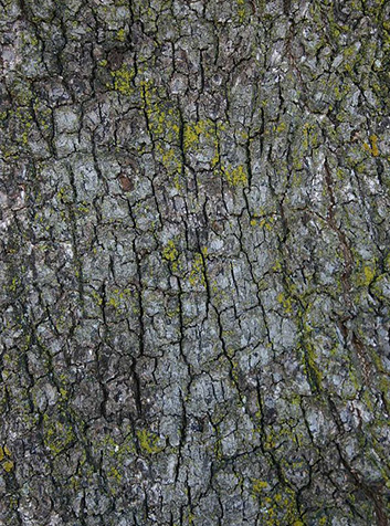 Encina (Quercus ilex). Detalle de la corteza