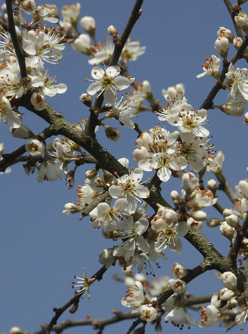 Endrino (Prunus spinosa). Foto:BerndH.CC BY-SA 3.0) 