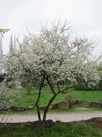 Endrino (Prunus spinosa). Foto: AnRo0002.(CC0 1.0) 