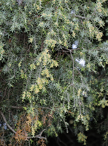 Enebro (Juniperus oxycedrus)