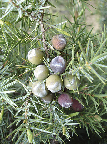 Enebro (Juniperus oxycedrus)