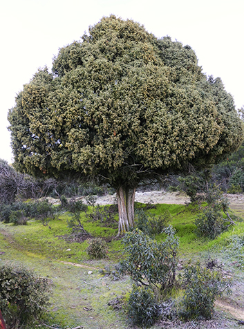 Nuestro Enebro (Juniperus oxycedrus) de la ruta