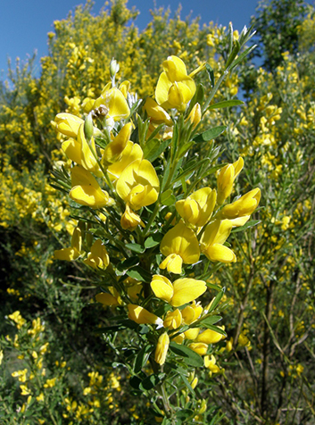 Escoba (Citysus scoparius)