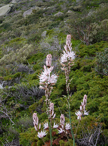 Gamón (Asphodelus albus)