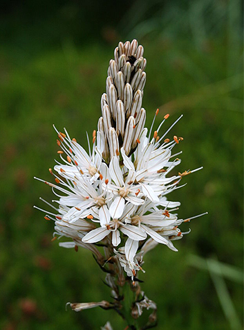 Gamón (Asphodelus albus). Foto: Jean-Pol GRANDMONT.(CC BY-SA 3.0) 